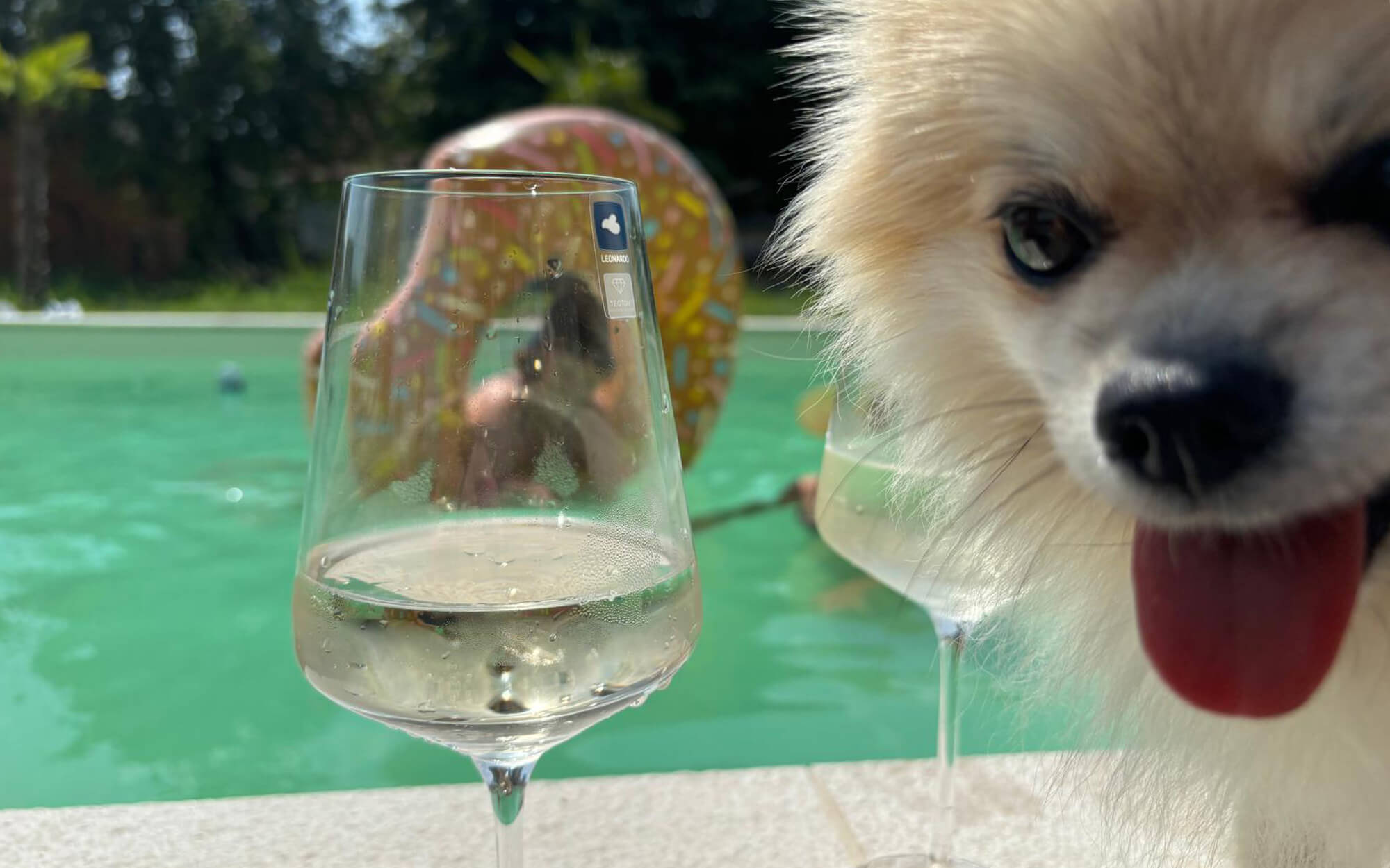SuNhouse41-in-Kroatien-Urlaub-mit-Hund